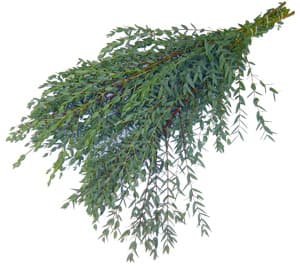 Greens EUC PARVIFOILIA 305-0006