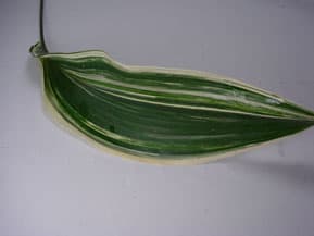 Greens ASPIDISTRA VARIGATED 335-0003