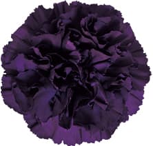 Fresh Cut CARNATION MOONVISTA DARK 121-0074