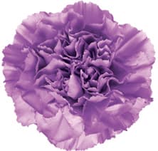 Fresh Cut CARNATION MOONLITE LAVENDER 121-0076