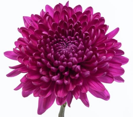 Fresh Cut CREMONE PURPLE 212-0010