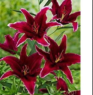 Fresh Cut LILY BURGANDY ASIATIC 182-0008