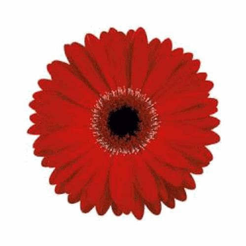 Fresh Cut GERBER MINI RED 173-0031