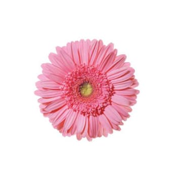 Fresh Cut GERBER MINI PINK 173-0033