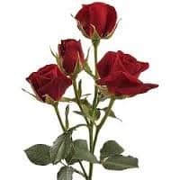 Fresh Cut SPRAY ROSES BURGANDY 110-0011