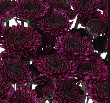 Fresh Cut POMP BUTTON PURPLE 116-0038