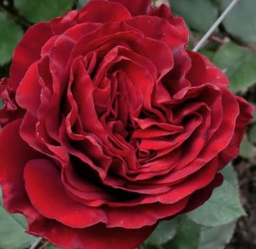 Fresh Cut ROSES HEARTS 100-0129