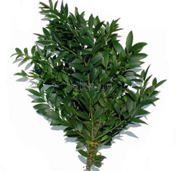 Greens PODO NAGGI 328-0002