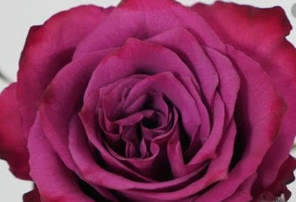 Fresh Cut ROSES PURPLE BLUEBERRY 100-0041