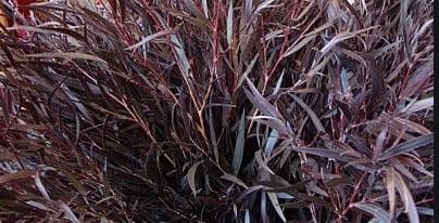 Greens AGONIS FOLIAGE 326-0004