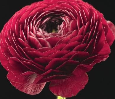 Fresh Cut RANUNCULUS BURGANDY 222-0014