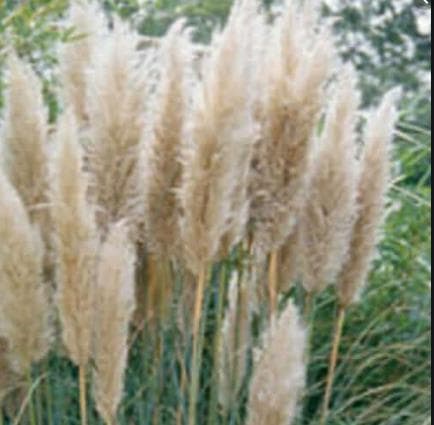 Supplies PAMPAS GRASS NATURAL 328-0003