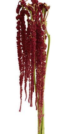 Fresh Cut AMARANTHUS RED HANGING 229-0004