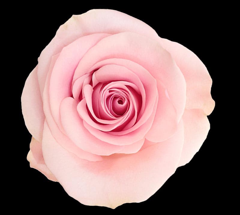 Fresh Cut ROSES PINK NOVIA 50CM 100-0145