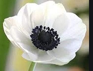 Fresh Cut ANEMONE WHITE 230-0002