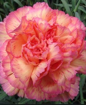Fresh Cut CARNATION HAVANA 121-0080