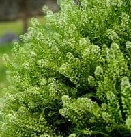 Fresh Cut LEPIDIUM GREEN 155-0013