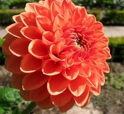 Fresh Cut DAHLIA ORANGE X5 222-0025