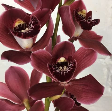Fresh Cut CYMBIDIUM SPRAY BURGANDY 276-0007