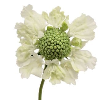 Fresh Cut SCABIOSA WHITE 215-0007