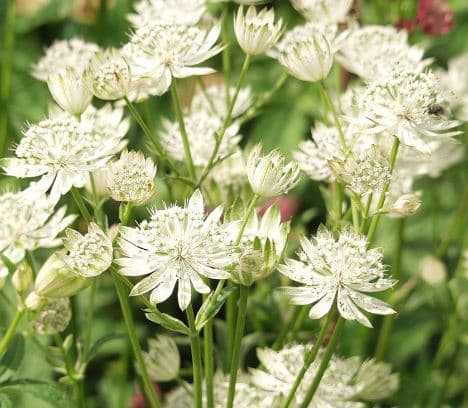 Fresh Cut ASTRANTIA WHITE 155-0014