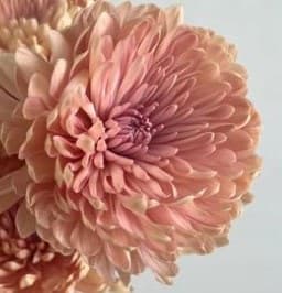Fresh Cut CREMONE PEACH 212-0016