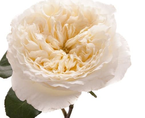 Fresh Cut ROSES GARDEN WHITE 100-0153