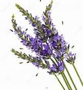 Fresh Cut FRESH LAVENDER 155-0019