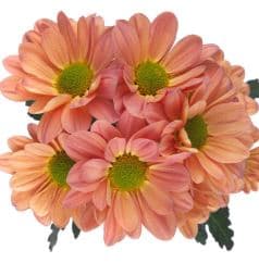 Fresh Cut POMP DAISY PEACH 116-0045