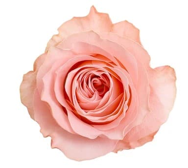 Fresh Cut ROSES PINK BE SWEET 100-0035