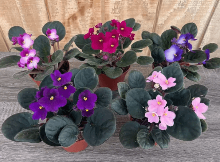 Blooming Plants AFRICAN VIOLET 4'' ASST 720-0002