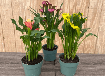 Blooming Plants CALLA LILY 6'' ASST 719-0002