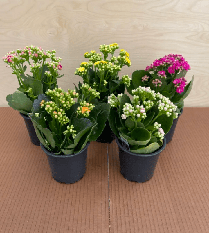 Blooming Plants KALANCHOE 4'' ASST. 700-0003