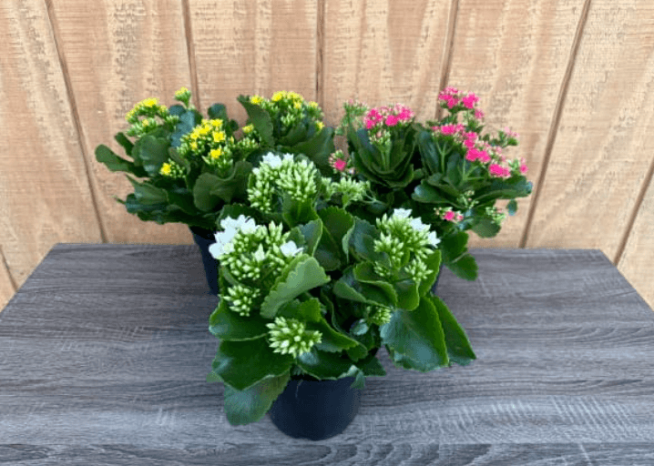 Blooming Plants KALANCHOE 6'' ASST. 700-0025