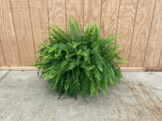 Green Plants BOSTON FERN 10HB COMPACT 801-0028