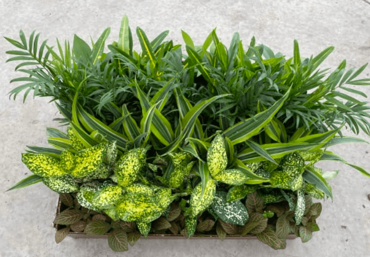 Green Plants GREEN PLANT 3'' ASST 800-0002