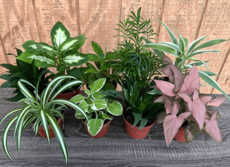 Green Plants GREEN PLANT 4'' ASST 800-0004