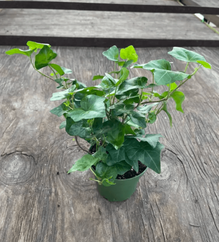 Green Plants IVY 4'' PLANT 800-0063