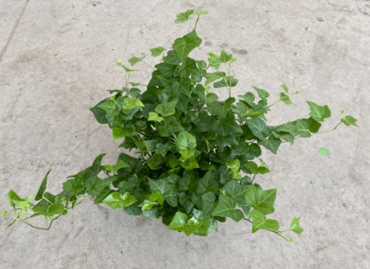 Green Plants IVY 6'' PLANT 800-0118
