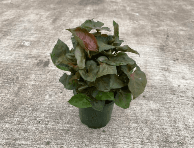 Green Plants NEPHTHYTIS 4'' 800-0123