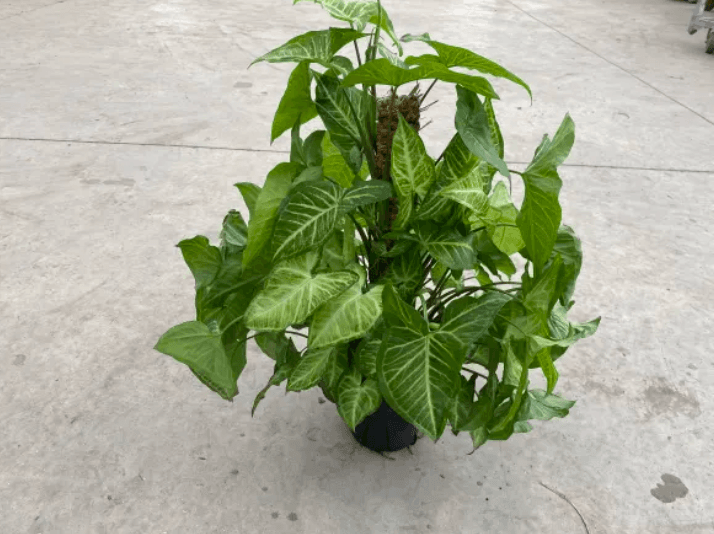 Green Plants NEPHTHYTIS 6'' TOTEM 800-0078