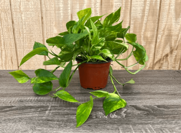 Green Plants POTHOS 6'' 813-0039
