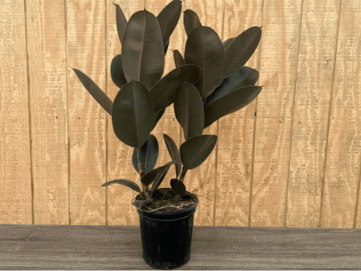 Green Plants RUBBER TREE 8'' BURGANDY 810-0039