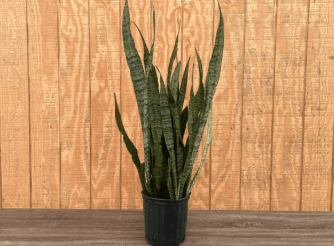 Green Plants SANSEVIERA 8'' 800-0120