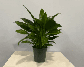 Green Plants SPATHY 4'' 815-0002