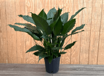 Green Plants SPATHY 8'' 815-0004