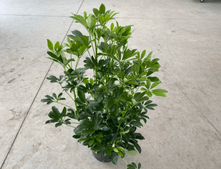 Green Plants ARBICOLA 8" 804-0005