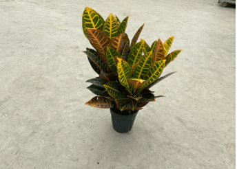 Green Plants CROTON 6" 807-0002