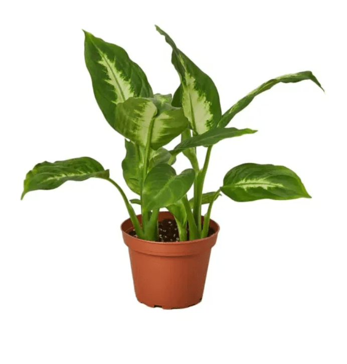 Green Plants DIEFF 4" 808-0032