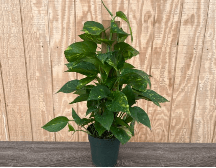Green Plants POTHOS 6" TOTEM 813-0042